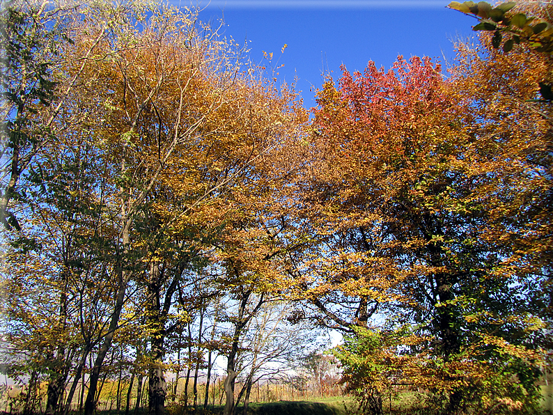 foto Alle pendici del Monte Grappa in Autunno